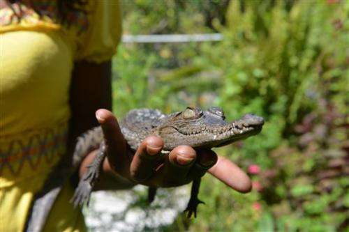 Crocodiles disappearing as dinner in Jamaica