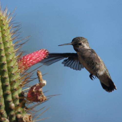Devoted birders in Avifauna Project spotted 135 bird species in 2012