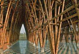 Discovering the architect of bamboo