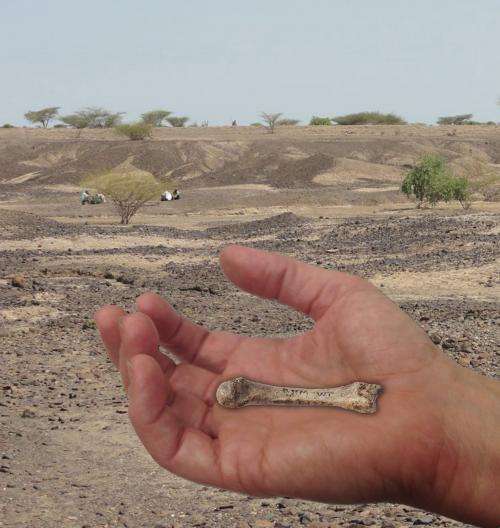 Discovery of 1.4 million-year-old fossil human hand bone closes human evolution gap