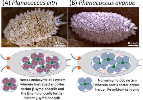 Discovery of complex symbiotic system comprising the metabolic pathways of mealybugs