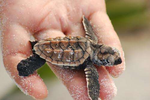 DNA reveals mating patterns of critically endangered sea turtle