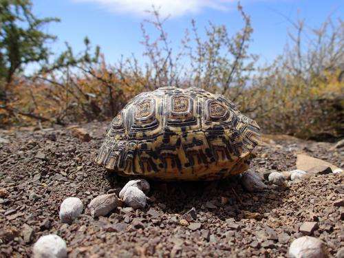 Evolutionary origin of the turtle shell