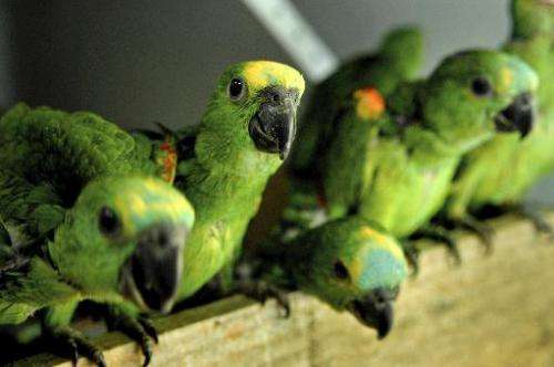 File picture for illustration shows
young parrots at Seropedica Recovery Center, a reserve of the Brazilian Environmental Insti