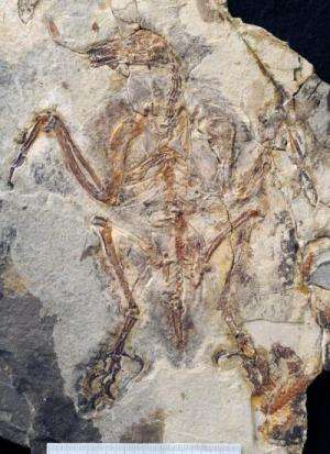 First fossil bird with teeth specialized for tough diet