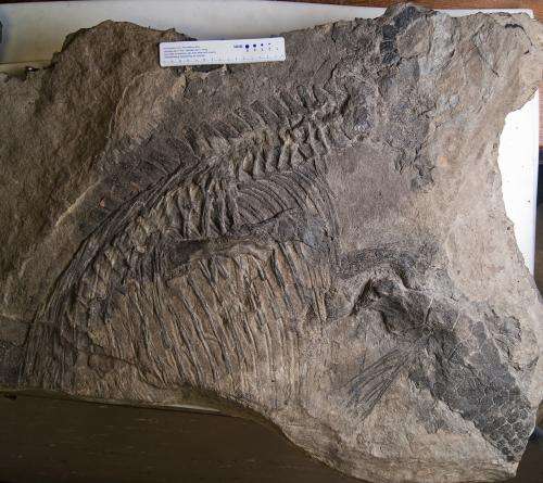 Fossil saved from mule track revolutionizes understanding of ancient dolphin-like marine reptile