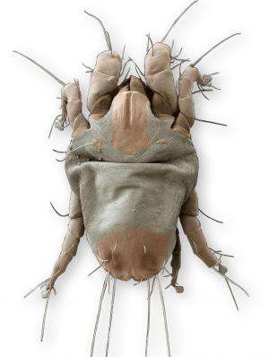 Genetic study of house dust mites demonstrates reversible evolution