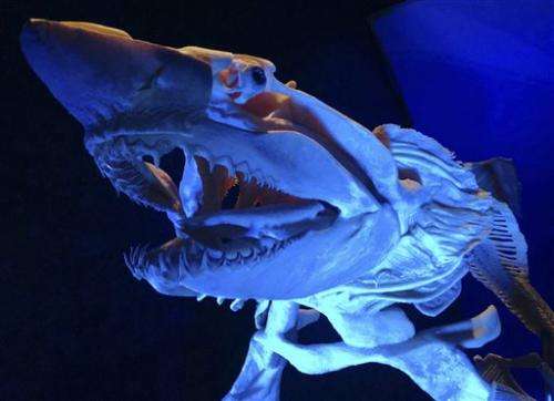 Georgia Aquarium exhibits preserved sea creatures