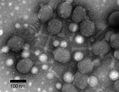 Glassy coating keeps viruses happy in harsh environments