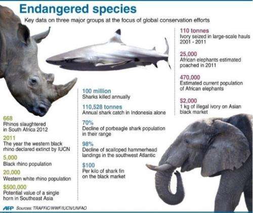 Graphic fact file on threats to rhinos, elephants and sharks