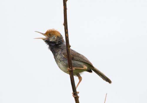 Hiding in plain sight: New species of bird discovered in capital city