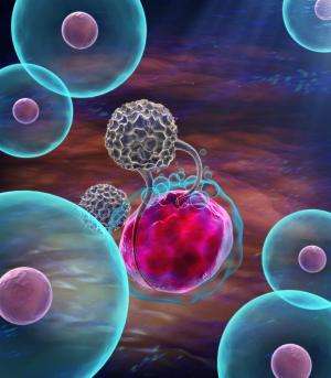 Immune system marker tied to improved bone marrow transplant outcomes