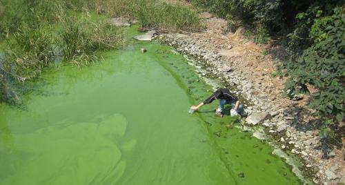Increasing toxicity of algal blooms tied to nutrient enrichment and climate change