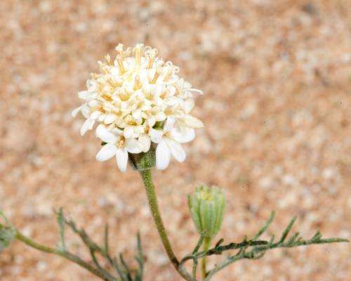 Invasion in the desert: Why some plant species are survivors