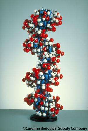 Is eating DNA safe?