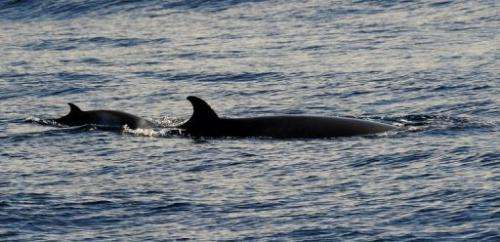 Japanese whalers in the northwestern Pacific caught a record-low 34 minke whales this Spring