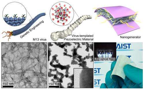 KAIST developed the biotemplated design of piezoelectric energy harvesting device