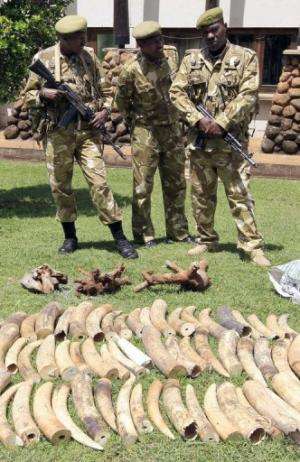 Kenya Wildlife Service (KWS) warders stand in front of tusks recovered from poachers, in Nairobi, on January 16, 2013