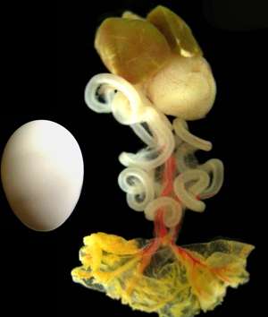 Learning how organs form explains fatal birth defects