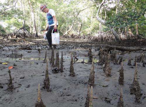 Life in the Fast Lane:  Racing to Identify Species as Biodiversity Shrinks