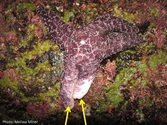 Marine scientists track spread of sea star wasting disease