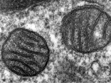 Mitochondrial mystery