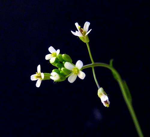 Model plant misled scientists about multicellular growth