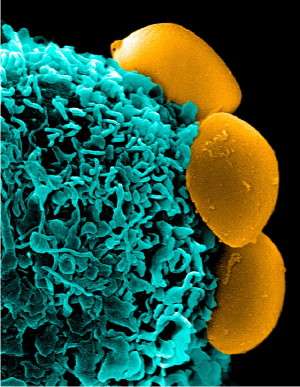Nanoparticles that look, act like cells