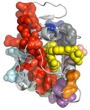 New analysis shows how proteins shift into working mode
