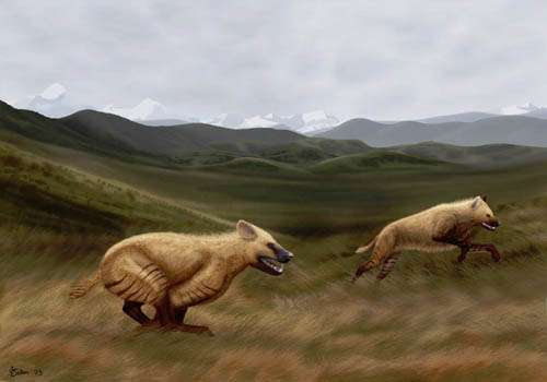 New cursorial hyena found from the late cenozoic Zanda Basin of Tibetan Plateau