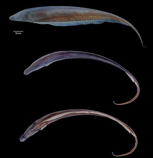 New genus of electric fish discovered in 'lost world' of South America