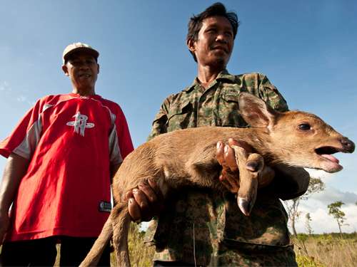 New populations of Indochina's rarest deer discovered in Cambodia
