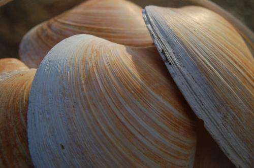 New research reveals Ming the Mollusk actually 100 years older than thought