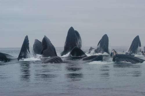 New study identifies 5 distinct humpback whale populations in North Pacific