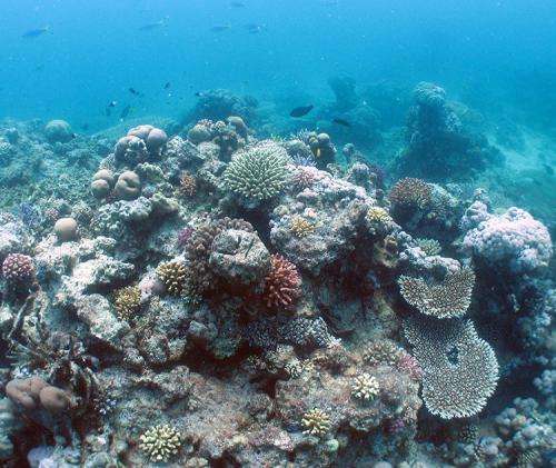 New study shows healthy Red Sea corals carry bacterial communities within