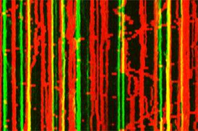 美国国立卫生研究院的研究人员发现脑细胞是如何改变调子的
