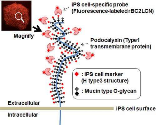 Novel probe for live human iPS cell imaging