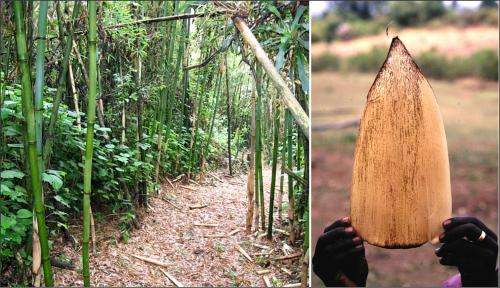 Out of Africa? New bamboo genera, mountain gorillas, and the origins of China's bamboos