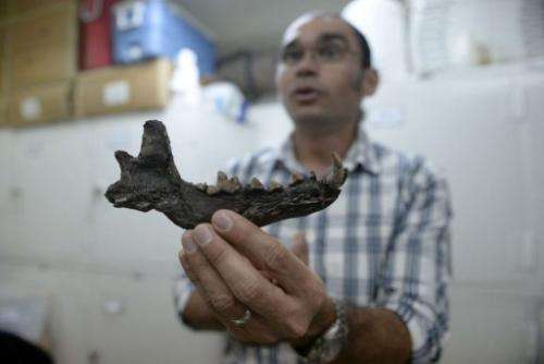 Paleontologist Ascanio Rincon shows a jaw of a phehistoric animal found in Venezuela, in Caracas on August, 30, 2013