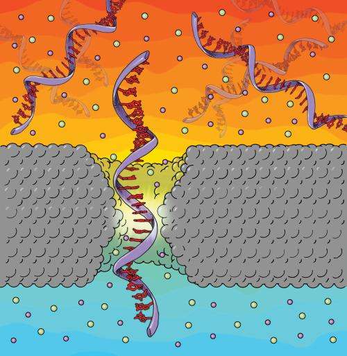 Penn research makes advance in nanotech gene sequencing technique