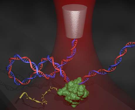 Physicists tease out twisted torques of DNA