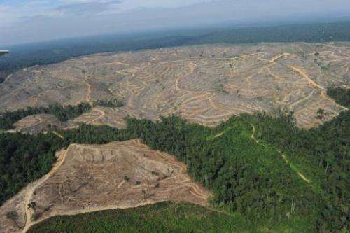 Picture taken on August 5, 2010 of a logged-over concession affiliated with Asia Pulp and Paper in Jambi, Indonesia