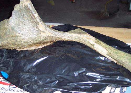 Professor identifies oldest and youngest stag-moose in North America