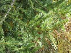 Red spruce reviving in New England, but why?