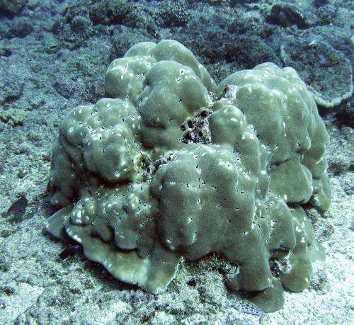 Related coral species differ in how they survive climate change effects