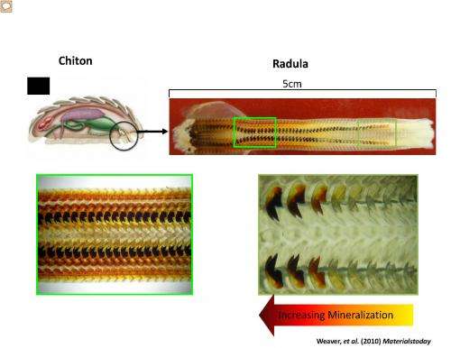 Researchers use snail teeth to improve solar cells and batteries