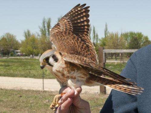 Research shows kestrels enjoy life far from the madding crowd