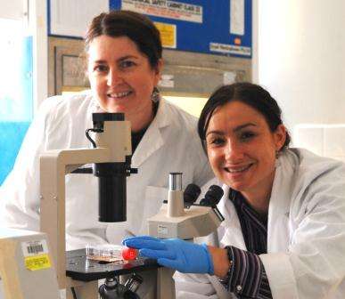 Research uncovers a potential role of two proteins in diabetes