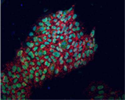 Salk scientists discover more versatile approach to creating stem cells