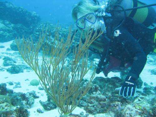 Scent of a coral: Symbiosis between two new barnacle species and a gorgonian host